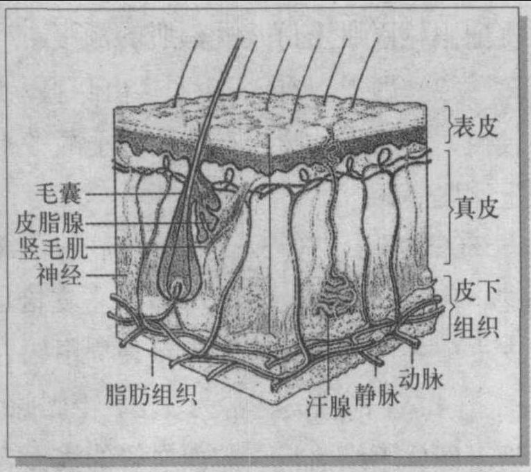 第二節(jié) 皮膚結(jié)構(gòu)